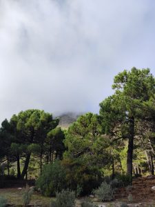 Fotografía de un conjunto de árboles